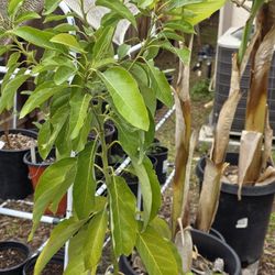 Hass Avocado Tree (15 gallon) 