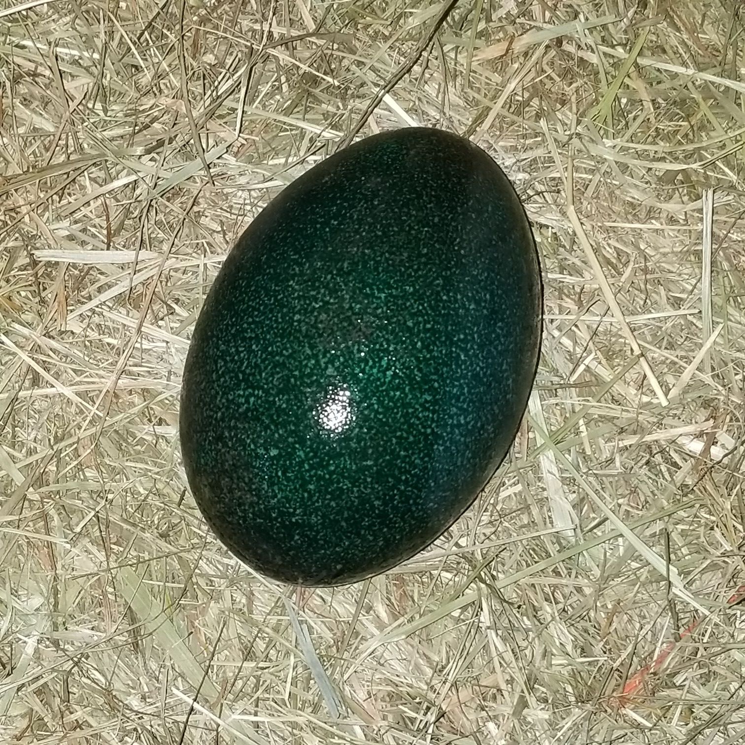 Emu eggs for Sale in Maple Valley, WA OfferUp