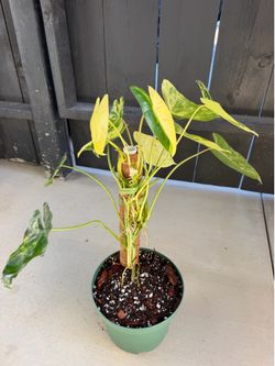 Philodendron Burle Marx variegated