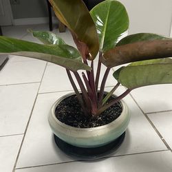 Red Congo plant 🪴