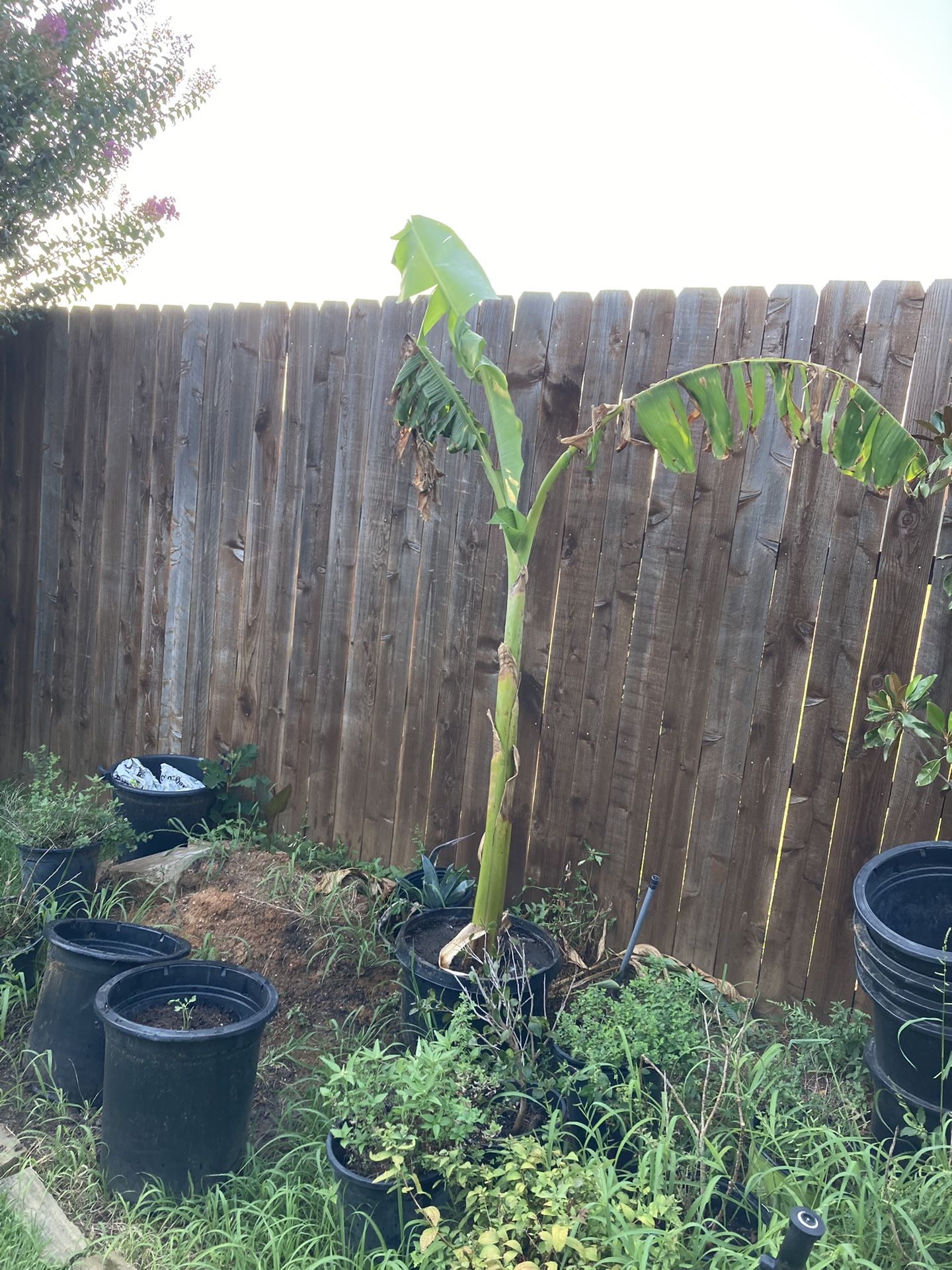 Banana Tree