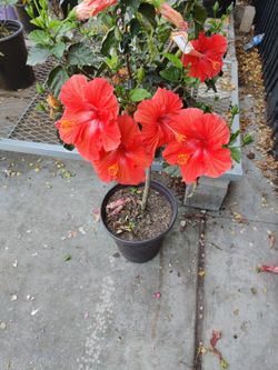 Premiere Hibiscus Tree