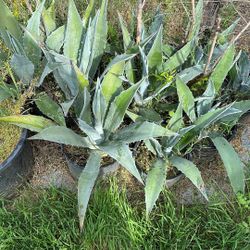 Plantas De Magey 