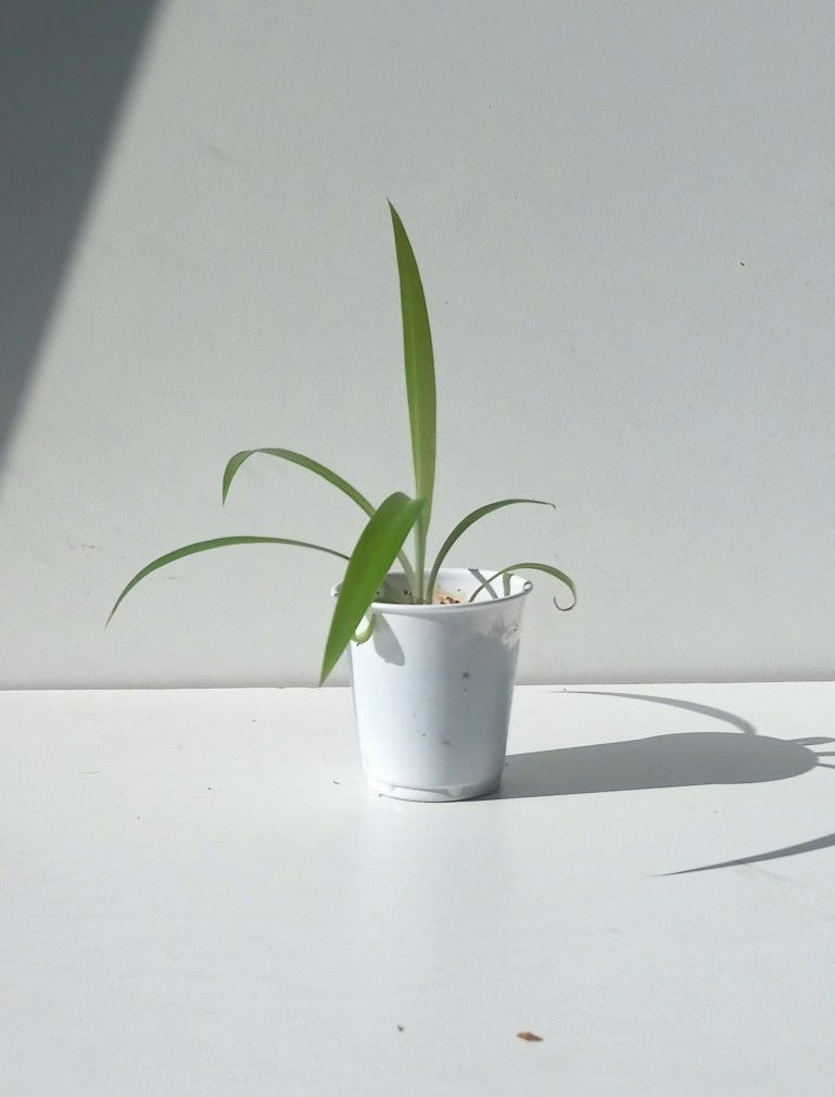 Global Green Spider Plant/ Indoor Plant/ House Plant Flower Patio Garden 