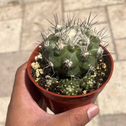Copiapoa Cactus Rare Succulent 