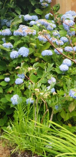Hydrangeas