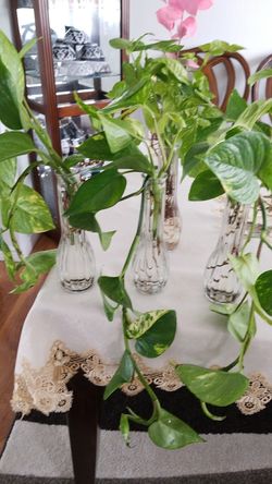 epipremnum aureum money plant i Each $10