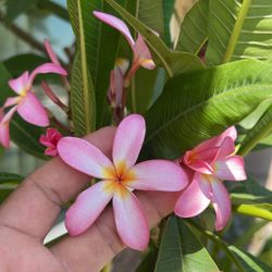 Pink Plumeria Tree