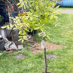 Potted wisteria plant 