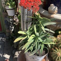 Exotic  Succulent Plant Beautiful Flower.