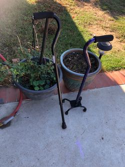 Canes  15 each