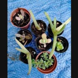 Succulent House Plants Assorted Varieties