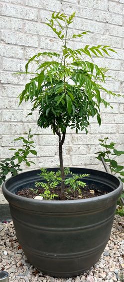 Ready Harvest- Mature 10+ Year Old Curry Leaf Tree in Large 22” Planter – Healthy & Established