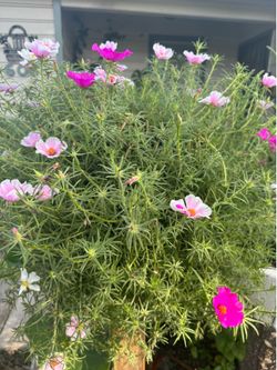 Portulaca grandiflora