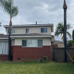 Palm Tree Trimming 