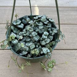 String of hearts, live succulent plant comes in a 6” nursery pot. Check profile for more plants 