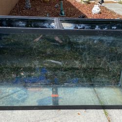 60 Gallon Fish Tank