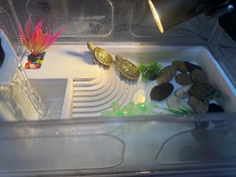 Turtle Habitat Tank with Ramp and decor