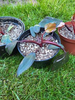 Pink Princess Philodendron