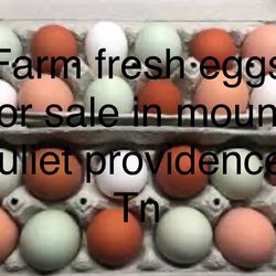 Farm Fresh Eggs For Sale Mt.juliet Tn