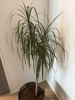 Dracaena Marginata (Dragon Tree)