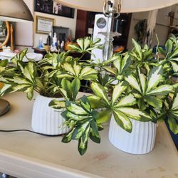 2 New Artificial Plants