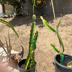 Dragon Fruit