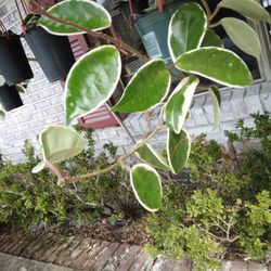 8" Krimson Queen Hoya Cutting, Fragrant Pink Flowers