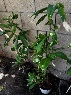 Healthy Wellness diabetic insulin Plants