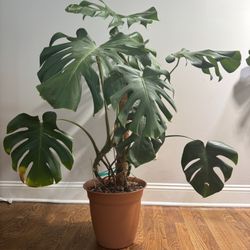 Monstera Plant