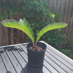 Sago Palm / King Sago Palm / Palma de Iglesia