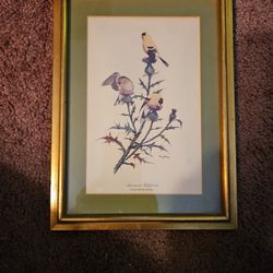 American Goldfinch