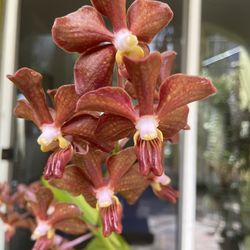 Blooming Vanda orchid