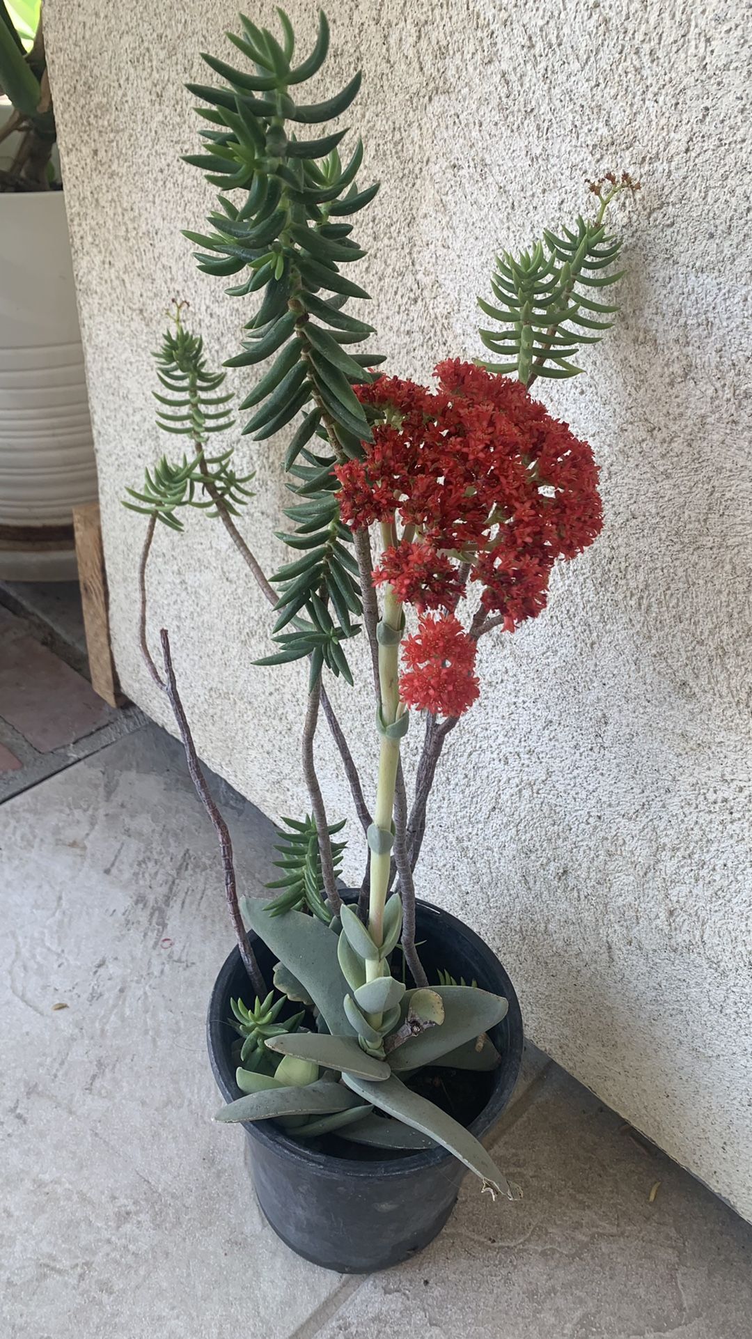 Succelent 8$