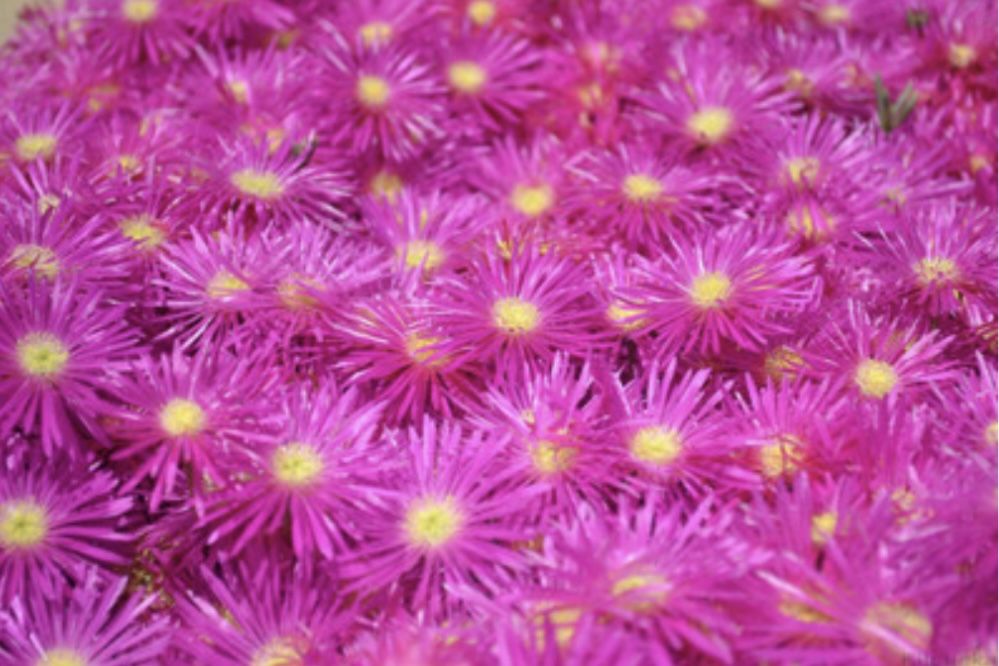 Pink Fuchsia Trailing Iceplant 1 Gallon