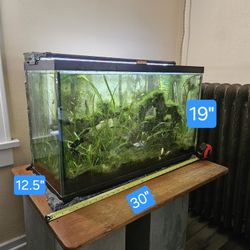 Fish Tank!