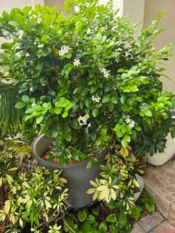 Murraya paniculata ( Cinemon Jasmine ) 55 inches tall with pot