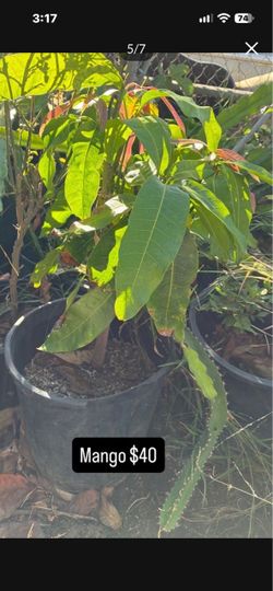 Plants for sale