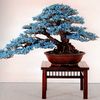 bLuE bONSAi