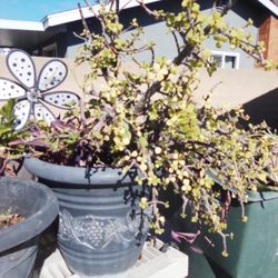 Succulent Plant W/Purple Heart Plant 