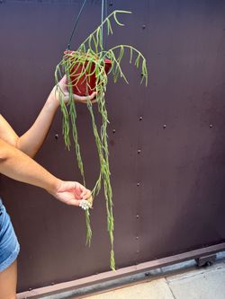 6” blooming Hoya Linearis