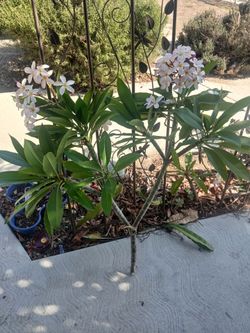 Muy Bonieta Plumeria de Hawaii.