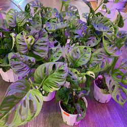 4” & 6” Pot Size: Large Form Monstera Swiss Cheese Adansonii; $15 & $28 Each
