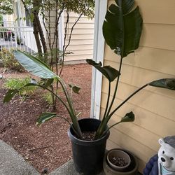 Big Birds Paradise Plant 