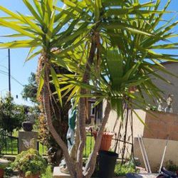 Spineless Yucca Plant $300