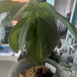 Avocado tree