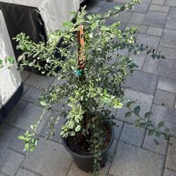 Finger Lime Tree