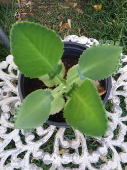 Plant