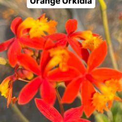 🧡 Plant: Orange Orkidia