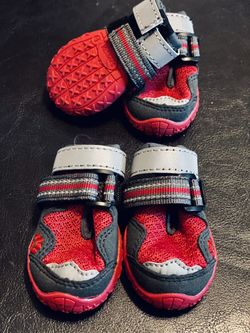 Mr Shoes size 1 dog 🐕 👟 small up to 15lbs